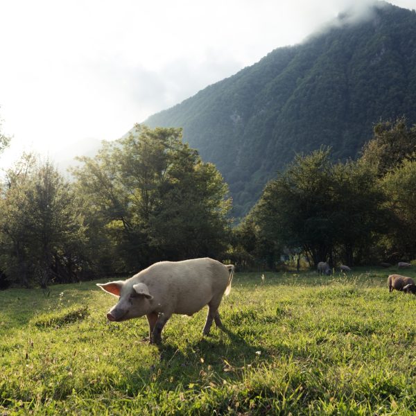 pig-grazing-in-the-mountains-2022-11-15-09-15-47-utc (1)